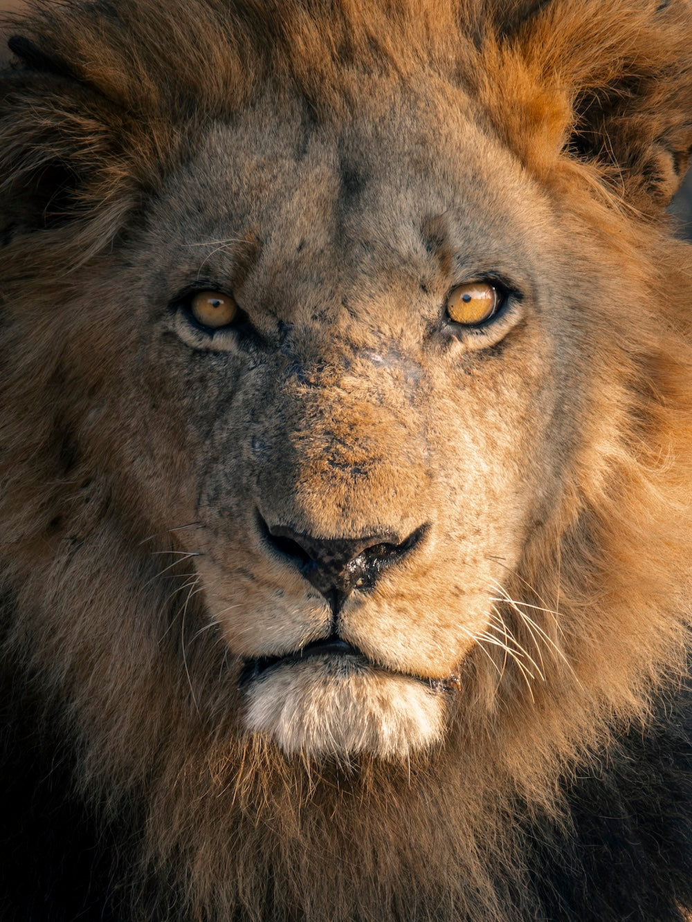 Mannetjesleeuw in Kafue National Park, Zambia. Fine Art wildlife portret Unshaken door Julia Eilert
