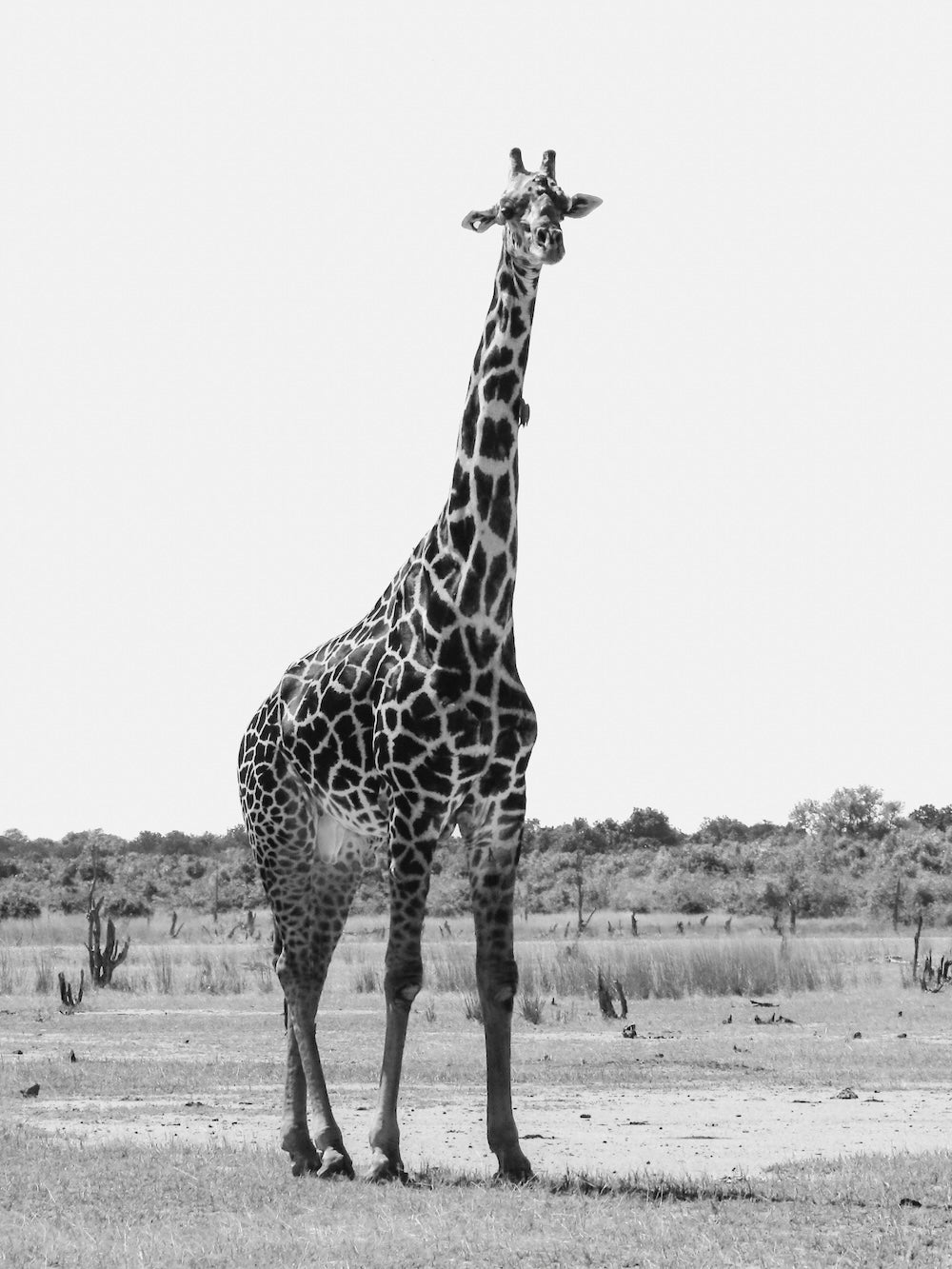 Giraffe in South Luangwa National Park, Zambia. Zwart-wit Fine Art safari foto, gemaakt door Julia Eilert 