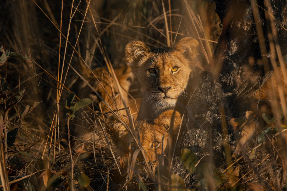 Julia Eilert Photography. Fine Art wildlife prints op museumkwaliteit papier en acrylglas 
