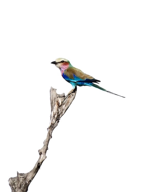 Julia Eilert Photography portfolio, high end photography techniques Lilac Breasted Roller