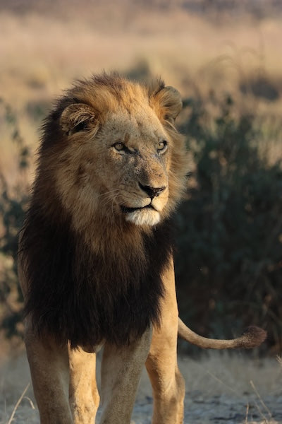 Julia Eilert Photography portfolio. Male lion photography in Kafue National Park, Zambia