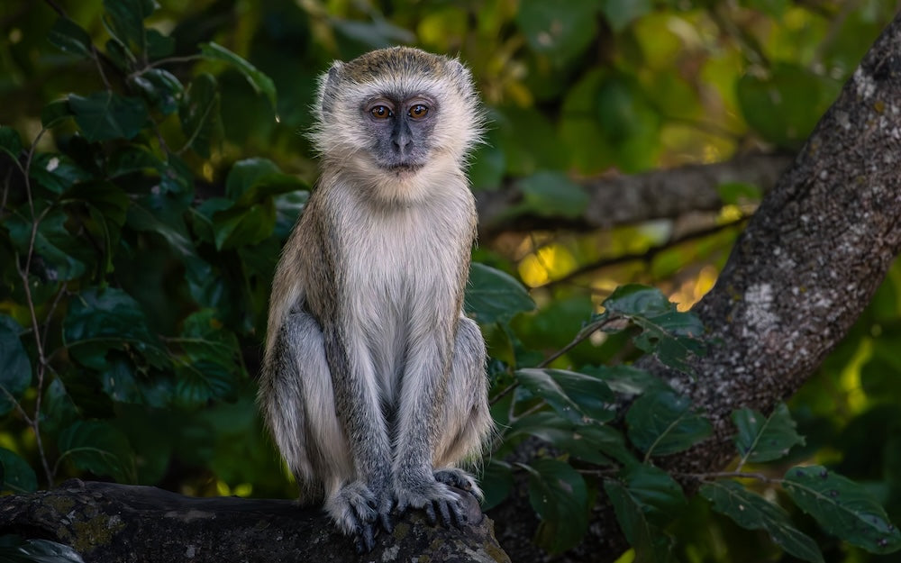 Julia Eilert Photography portfolio wildlife in and around the lodge photos 