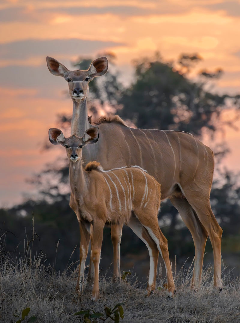 Kudu antilope in Kafue National Park, Zambia. Fine Art wildlife foto voor aan de muur. Gemaakt door Julia Eilert 