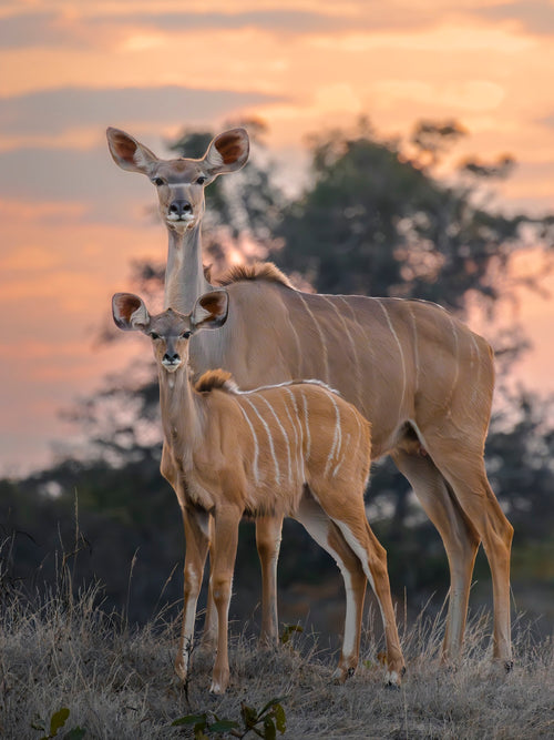 Kudu antilope in Kafue National Park, Zambia. Fine Art wildlife foto Belonging door Julia Eilert 