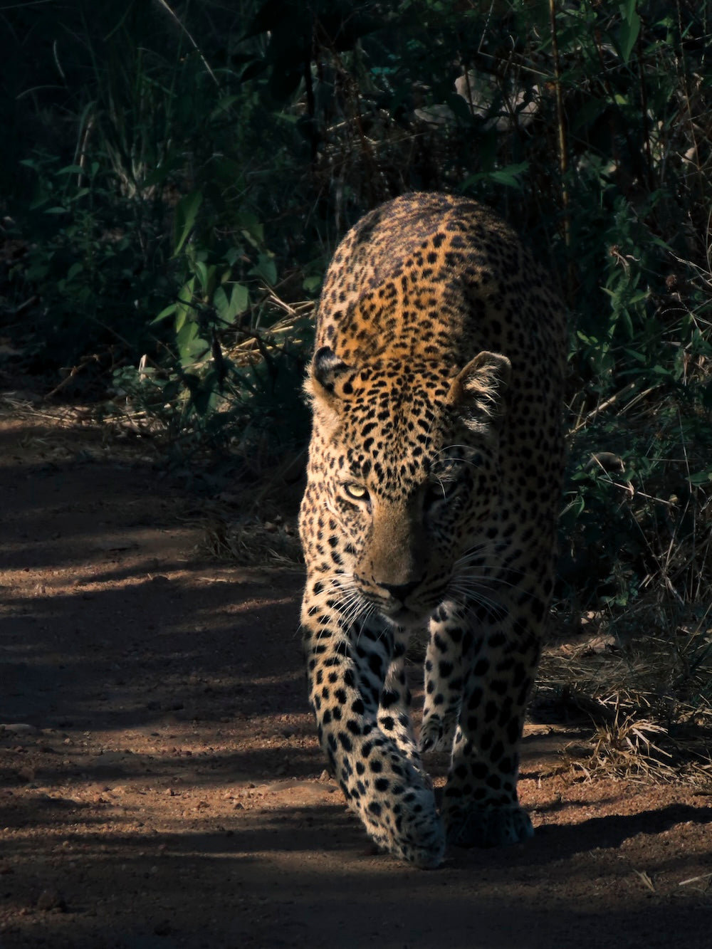 Luipaard foto gemaakt in South Luangwa National Park, Zambia. Fine Art wildlife portret van een roofdier. Gefotografeerd door Julia Eilert