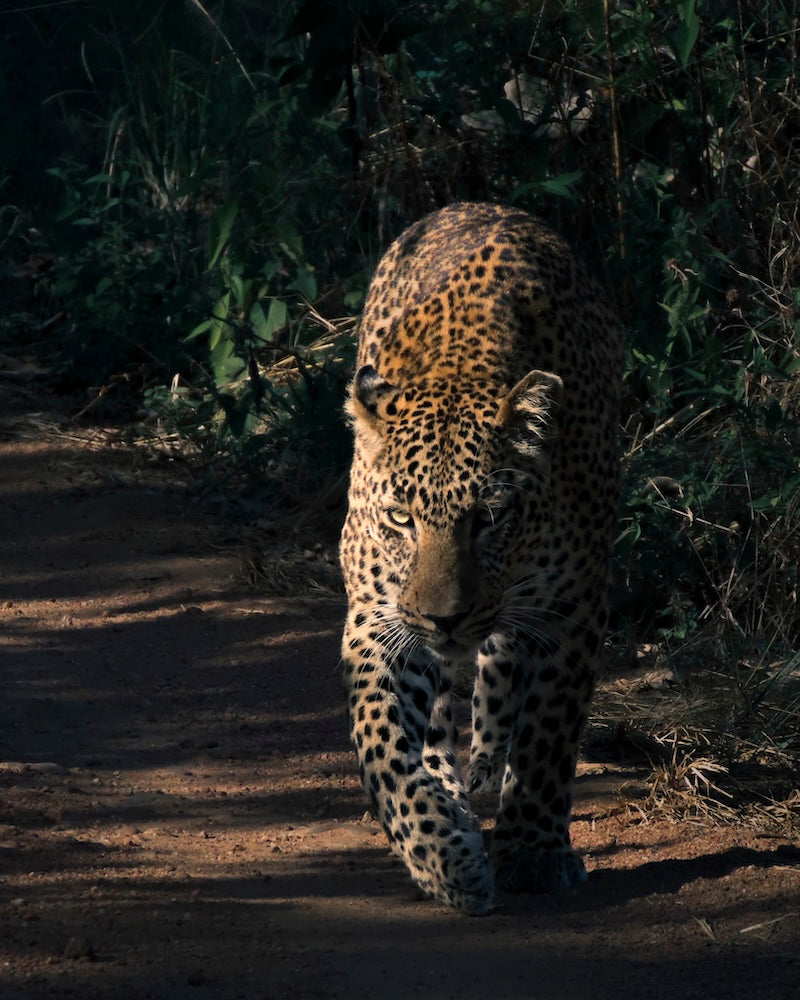 Luipaard foto gemaakt in South Luangwa National Park, Zambia. Safari portret van een roofdier. Gefotografeerd door Julia Eilert
