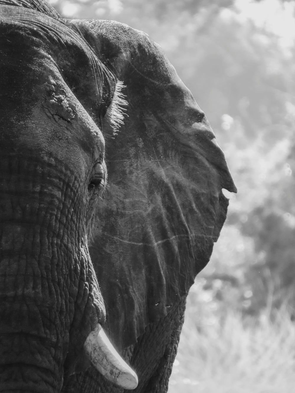 Olifant zwart-wit portret voor aan de muur. Gemaakt door Julia Eilert Photography, in Zambia