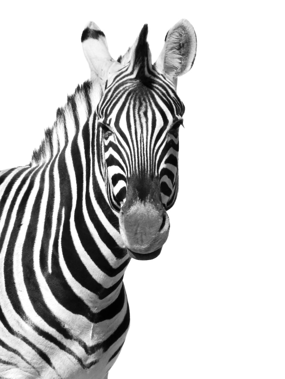 Zebra in Etosha National Park, Namibië. Fine Art wildlife portret Stillness door Julia Eilert 